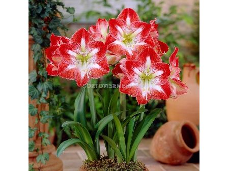 Амарилис Minerva - Amaryllis Minerva