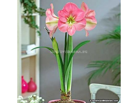 Амарилис Susan - Amaryllis Susan