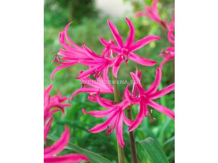 Амарин belladiva 'Tomoko' 16/+ - 1 бр. - 2