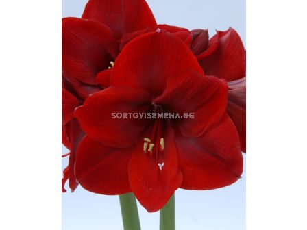 Амарилис (Hippeastrum) Carmen