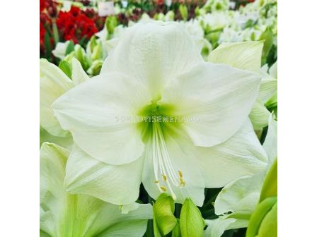 Амарилис  North Pole/ 1 бр