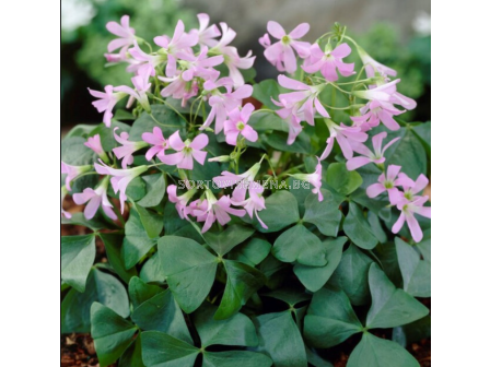 Оксалис Amber/ Oxalis triangularis - 1 брой