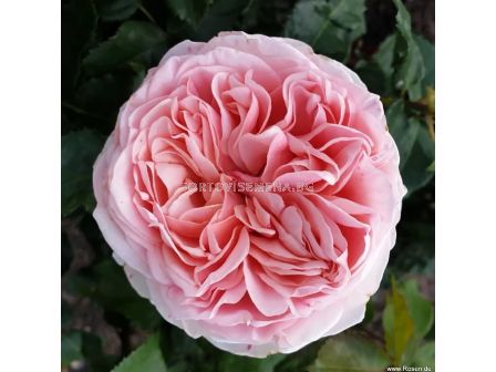 Роза Amorosa (хибридна чаена роза), серия Eleganza Antique - Kordes - 1 брой - 1