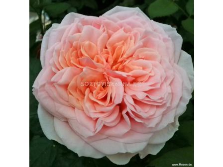 Роза Amorosa (хибридна чаена роза), серия Eleganza Antique - Kordes - 1 брой - 5