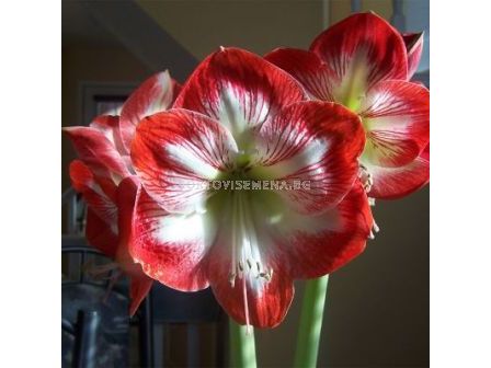 Амарилис (Amaryllis) Червено с Бяло