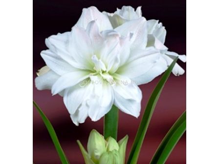 Амарилис Double Arctic Nymph