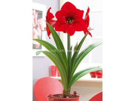 Амарилис Red Lion - Amaryllis Red Lion 