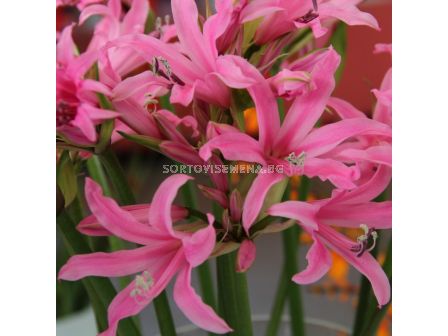 Амарин / Amarine belladiva 'Aphrodite' / 1 бр