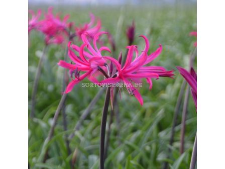 Амарин belladiva 'Tomoko' 16/+ - 1 бр. - 1