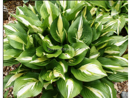 Хоста American Sweetheart/ Hosta - 1 брой