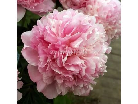 Божур/ LACTIFLORA PAEONIA Angel Cheeks - 1 бр.