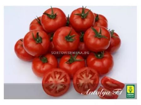 Семена домати ANTALYA F1 червен оранжериен /ZKI/ - 500 семена