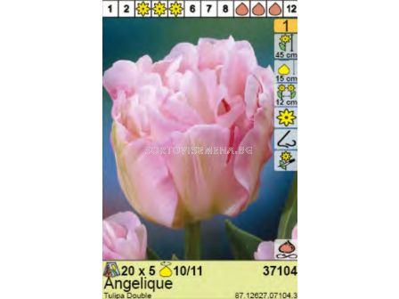 Лале  Angelique - пакет: 1 оп.- 5 бр.