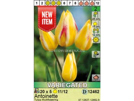 Лале Antoinette: Пакет: 1 оп. - 5 бр.