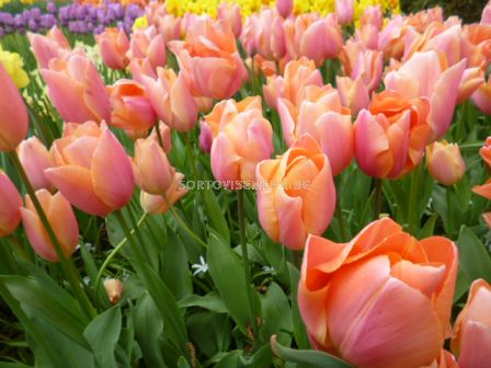 Лале/ Tulips triumph Apricot Favourite - 1 бр.