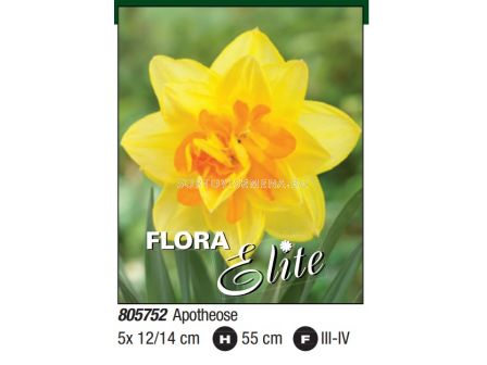 Нарцис double Apotheose - Пакет: 1 оп. - 5 бр.