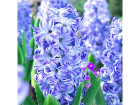 Зюмбюл/ Hyacinths orientalis 'Aqua'  - 1 бр.