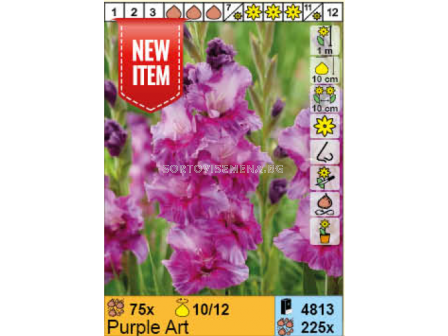 Гладиол Purple Art/ Gladiolus - 1 брой 