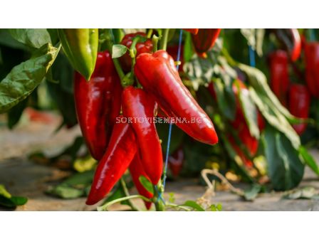 Пипер капия Argun F1 - BEJO - 1000 семена