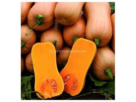 Семена тиква цигулка Ариел/ Pumpkin Ariel- SAKATA- 500 семена
