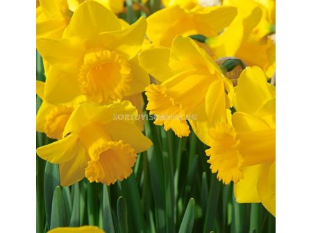 Нарцис/ TRUMPET Arkle - 1 бр. - sortovisemena.bg Нарцис/ TRUMPET Arkle - 1 бр.