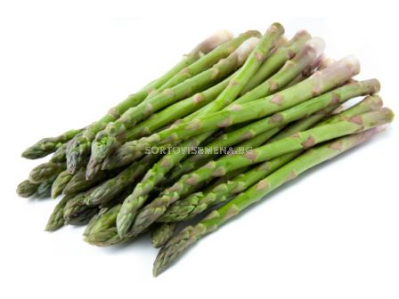 Аспержи (Asparagus) - коренища