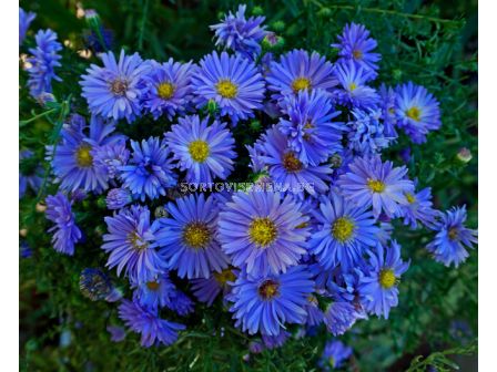 Астра /Aster Novi-Belgii Blue/ 1 коренище