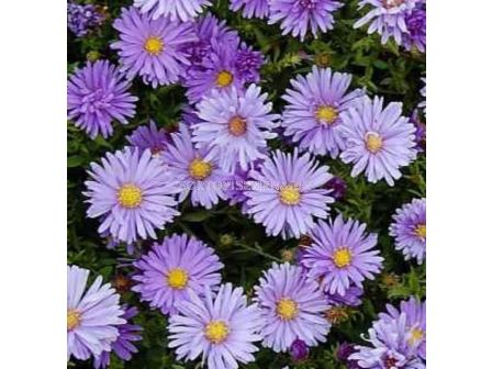 Астра /ASTER DUMOSUS MITTELMEER/ 1 корен