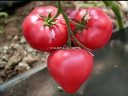 Семена домат розов Asterius F1 - 500 бр.семена - 2