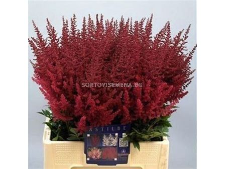 Астилбе /ASTILBE PAUL GAARDER/ 1 бр