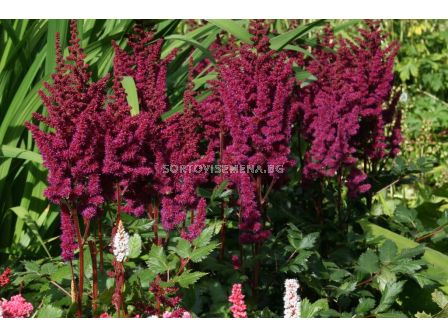 Астилбе /Astilbe 'Vision in red'/ 1 бр