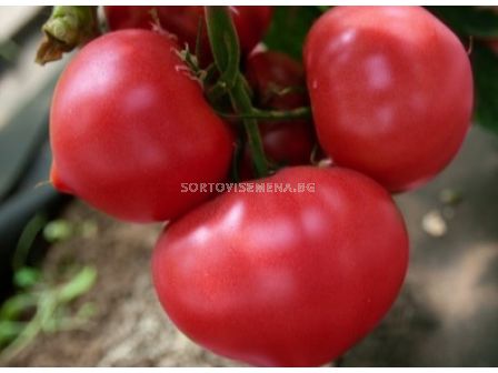 Семена домат розов Asterius F1 - 500 бр.семена - 1