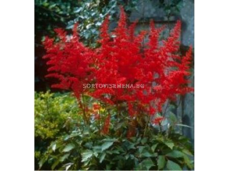 Астилбе Червено