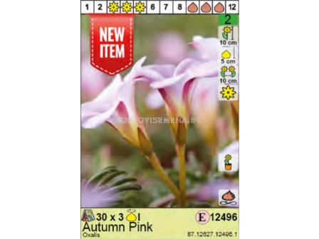 Оксалис/ Oxalis Pink Autumn: Пакет: 1 оп.- 3 бр.