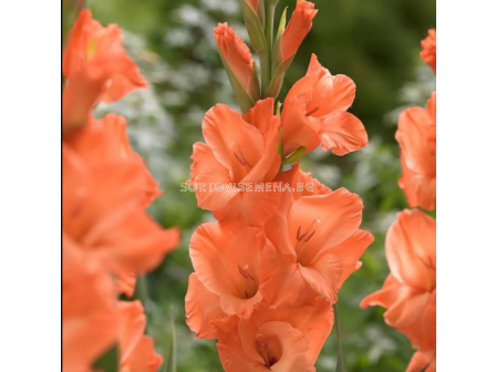 Гладиол Avicii/ Gladiolus large-flowered - 1 брой