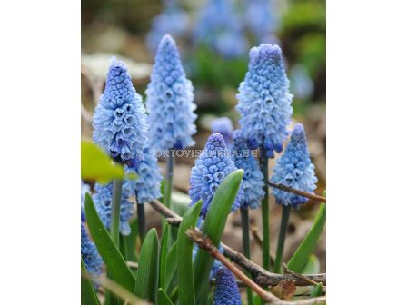 Мускари /Muscari azureum blue/ 1 бр