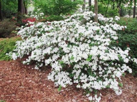 Азалия- бяла - Azalea Japonica White 	