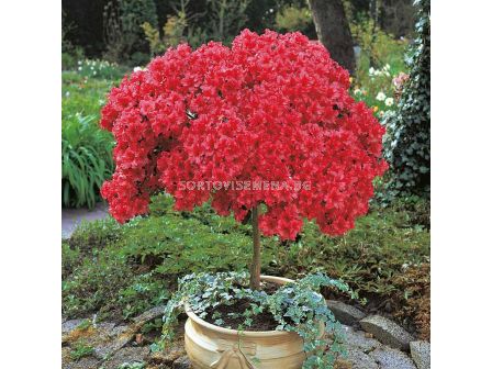 Азалия червена - Azalea Japonica Red	