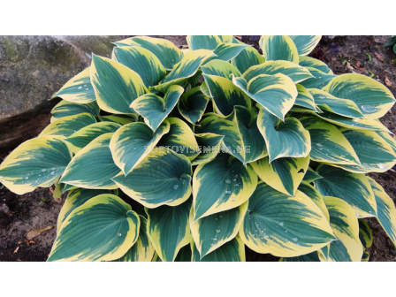 Хоста Първо замръзване / Hosta First frost / 1 бр