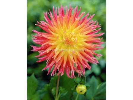 Далия Fringed Star - 1 корен