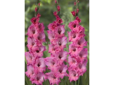 Гладиол Gladiolus large-flowered  'Bartok 10/12 - 1 бр.