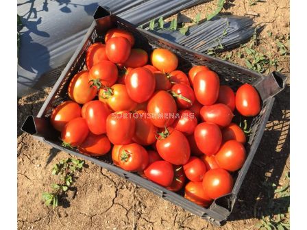 Семена домати Батул F1, безколов, консервен-Batool F1 - 500 бр. семена - 2