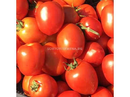 Семена домати Батул F1, безколов, консервен-Batool F1 - 500 бр. семена - 1