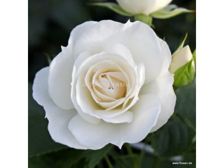 Роза Baby Schneewittchen (флорибунда), Kordes- 1 брой - 1
