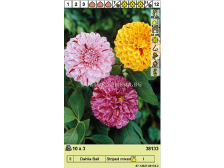 Далия Ball Striped Mixed - 1 оп - 3 броя