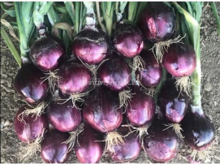 Семена лук червен Barolo F1 100 000 бр.семена