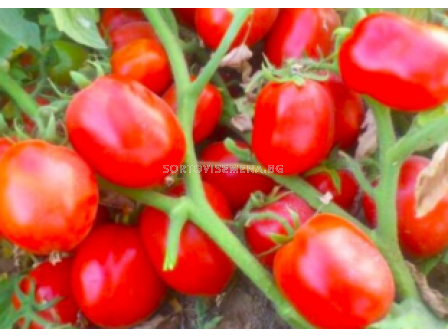 Семена домати Байрак / Bayraq F1 (консервен) - 500 семена