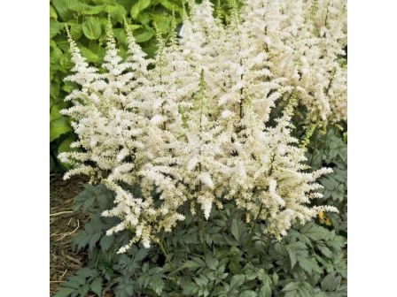 Астилбе /Astilbe 'Vision in white'/ 1 бр