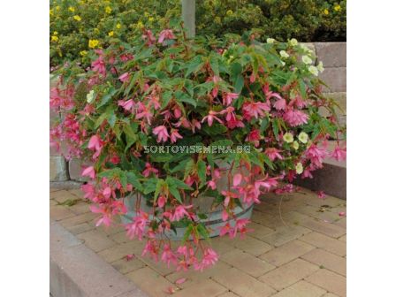 Бегония каскадна Розе 5/6+ /Begonia Pendula Roze/1 бр