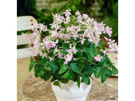 Оксалис triangularis 'Fanny'